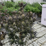 Guava Auto RF3 feminized seeds indoor plant showing purple foliage and stacked buds