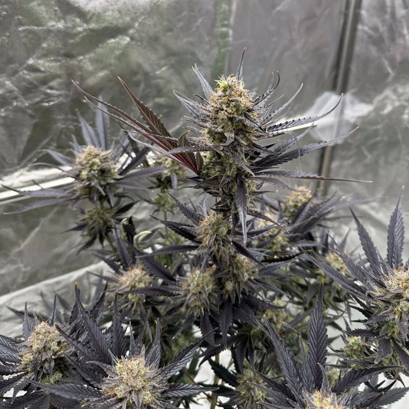 Guava Auto RF3 feminized seeds central cola developing compact frosty flowers