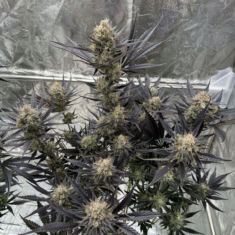 Guava Auto RF3 feminized seeds structure with multiple dense flowering sites