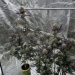 Guava Auto RF3 feminized seeds plants inside reflective grow tent during flowering