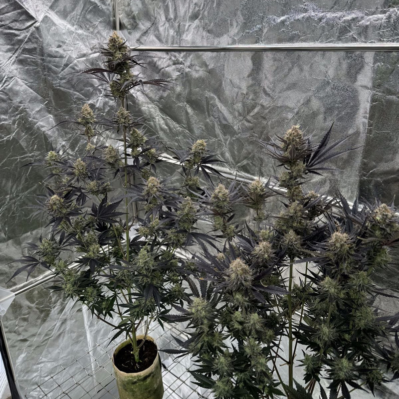 Guava Auto RF3 feminized seeds plants inside reflective grow tent during flowering