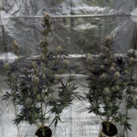 Guava Auto RF3 feminized seeds mature autoflower plants with heavy bud formation