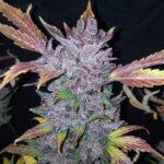 LSD-25 Auto seeds producing a dark purple cannabis flower coated in crystal trichomes