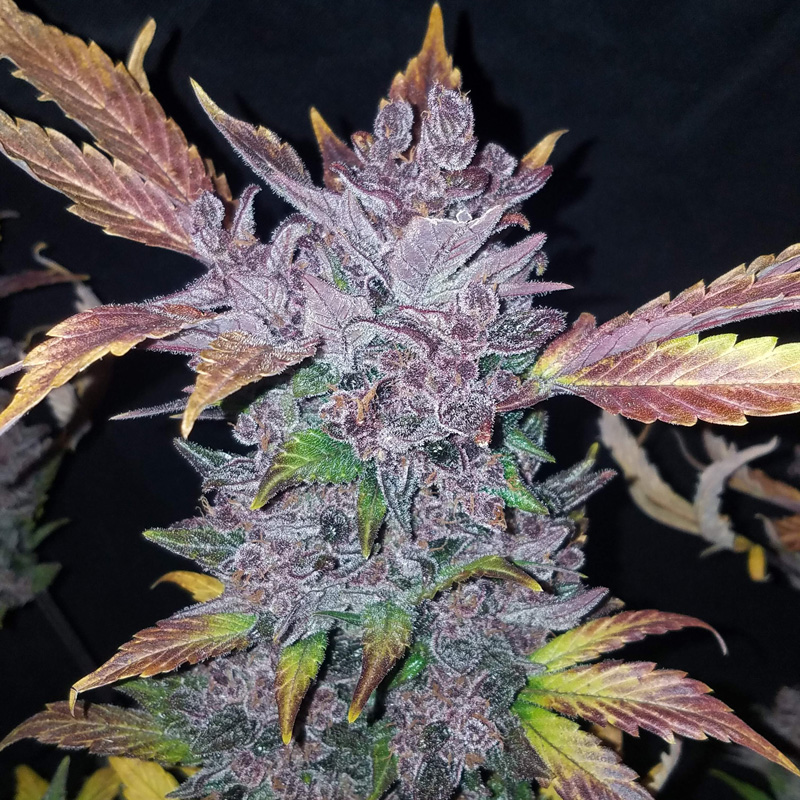 LSD-25 Auto seeds producing a dark purple cannabis flower coated in crystal trichomes