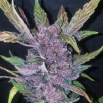 LSD-25 Auto seeds grown into a colourful cannabis cola with purple leaves and dense buds