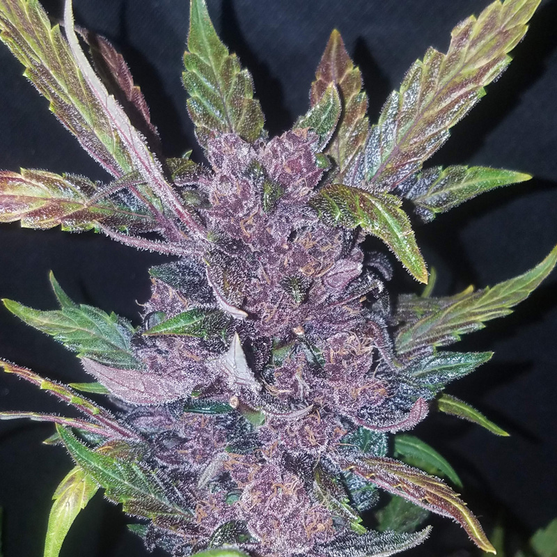 LSD-25 Auto seeds grown into a colourful cannabis cola with purple leaves and dense buds