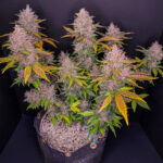 LSD-25 Auto seeds developing into a cannabis plant with multiple pink and purple flowering sites