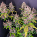 LSD-25 Auto seeds creating dense colourful buds with visible orange pistils and frost