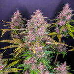 LSD-25 Auto seeds grown into a mature cannabis plant with bright purple and green flowers