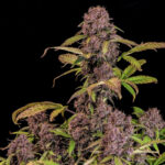 Lemon Cherry Cookies Auto cannabis seeds plant with purple buds and dense cola