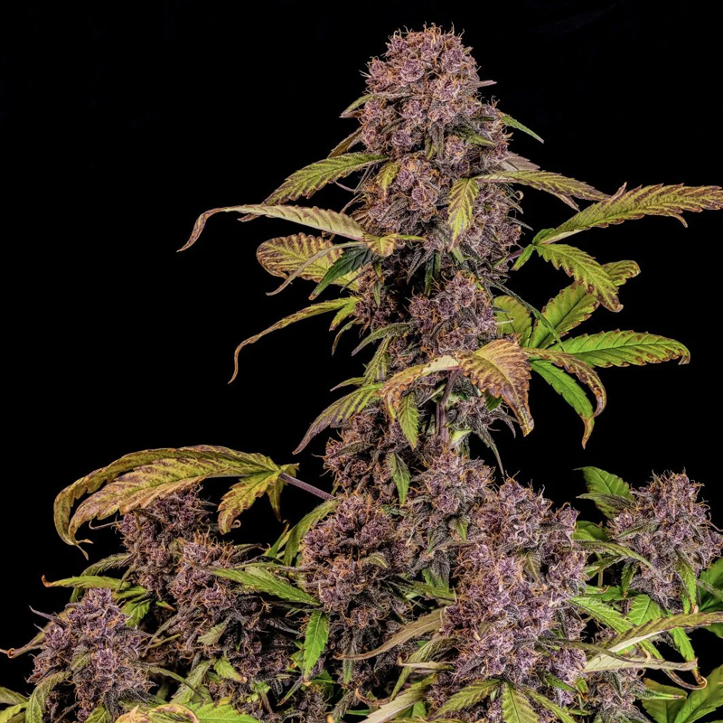 Lemon Cherry Cookies Auto cannabis seeds plant with purple buds and dense cola