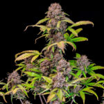 Lemon Cherry Cookies Auto feminized seeds flowering plant with frosty purple buds and strong branching