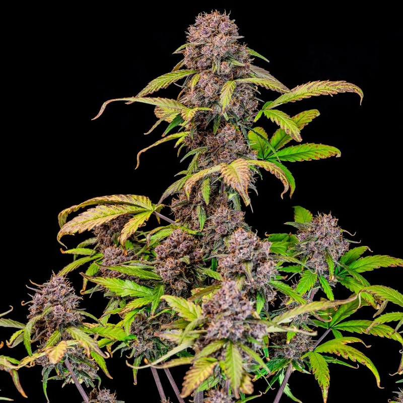 Lemon Cherry Cookies Auto feminized seeds flowering plant with frosty purple buds and strong branching