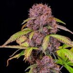 Lemon Cherry Cookies Auto feminized seeds main cola with dark purple buds and bright orange hairs