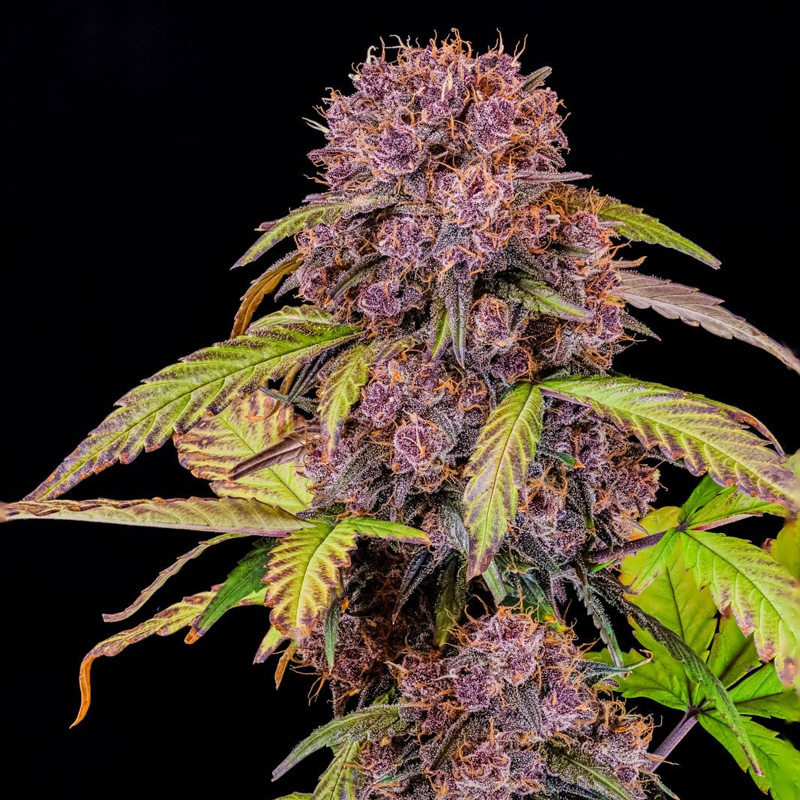 Lemon Cherry Cookies Auto feminized seeds main cola with dark purple buds and bright orange hairs