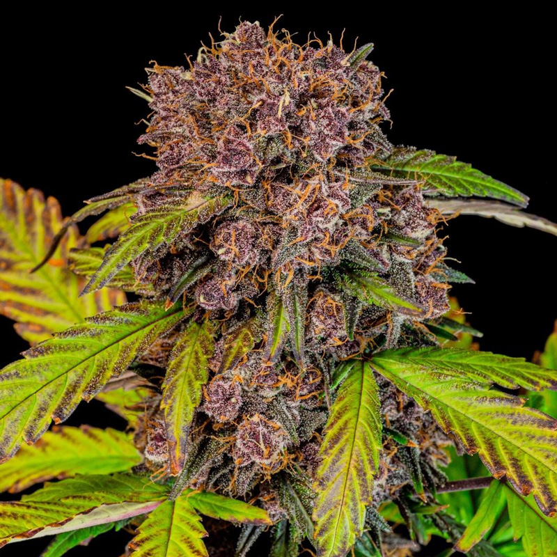 Lemon Cherry Cookies Auto feminized seeds close-up of a resin-rich purple flower in late bloom
