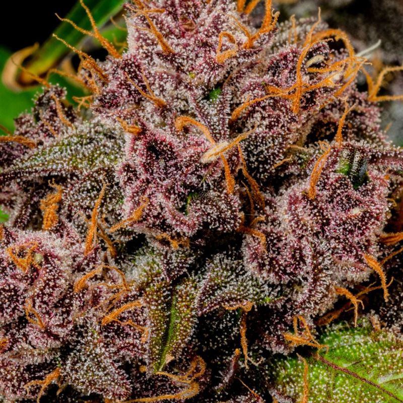 Lemon Cherry Cookies Auto feminized seeds macro flower shot with heavy frost and vivid orange pistils