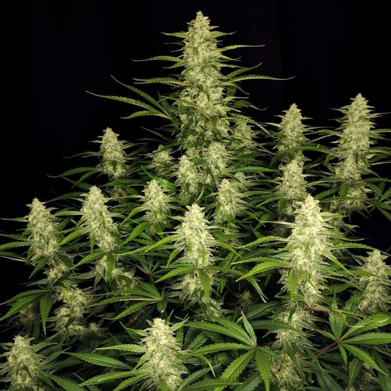 Papaya Cookies Auto seeds grown into a cannabis plant with multiple dense frosty colas