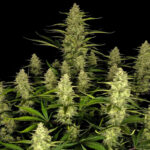 Papaya Cookies Auto seeds grown into a cannabis canopy filled with resin-covered buds