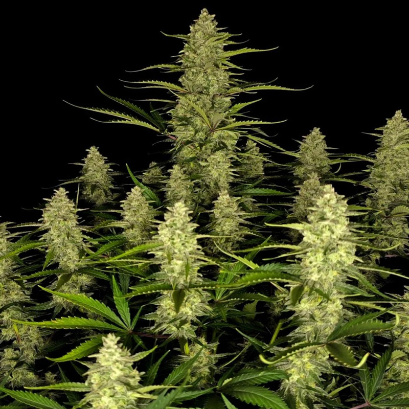 Papaya Cookies Auto seeds grown into a cannabis canopy filled with resin-covered buds