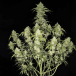 Papaya Cookies Auto seeds grown into a tall cannabis plant with stacked frosty buds