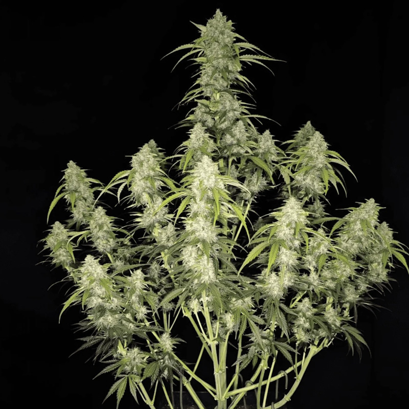 Papaya Cookies Auto seeds grown into a tall cannabis plant with stacked frosty buds