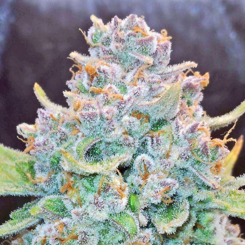 Papaya Cookies Auto seeds grown into a trichome-covered cannabis bud with orange pistils