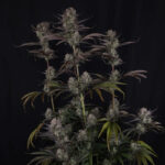 Tall Strawberry Gorilla Auto plant with stacked colas and heavy crystal-covered buds