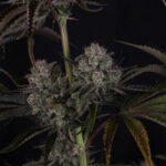 Macro view of Strawberry Gorilla Auto flowers showing heavy resin coverage and colourful leaves
