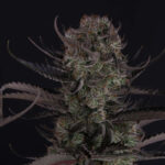 Large Strawberry Gorilla Auto cola with thick trichomes and bright orange pistils against dark background