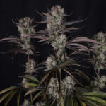 Indoor Strawberry Gorilla Auto plant during late flowering with compact buds and dark foliage