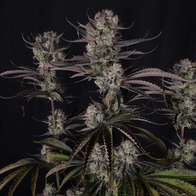 Indoor Strawberry Gorilla Auto plant during late flowering with compact buds and dark foliage