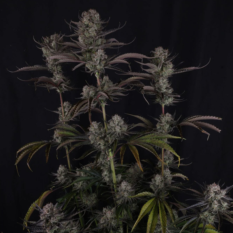 Strawberry Gorilla Auto cannabis plant displaying multiple bud sites and purple-tinged leaves