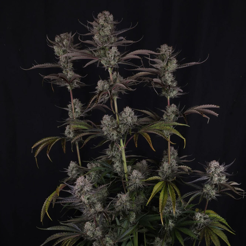 Tall Strawberry Gorilla Auto plant with stacked colas and heavy crystal-covered buds