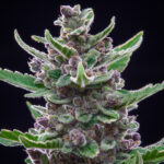 Tropicana Cookies seed pack by Fast Buds