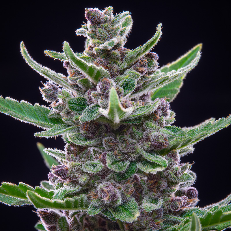 Tropicana Cookies seed pack by Fast Buds