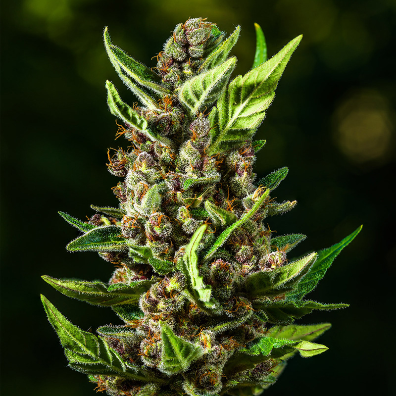 Purple cola from Tropicana Cookies auto in flower