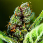 Outdoor flowering cola of Tropicana Cookies strain