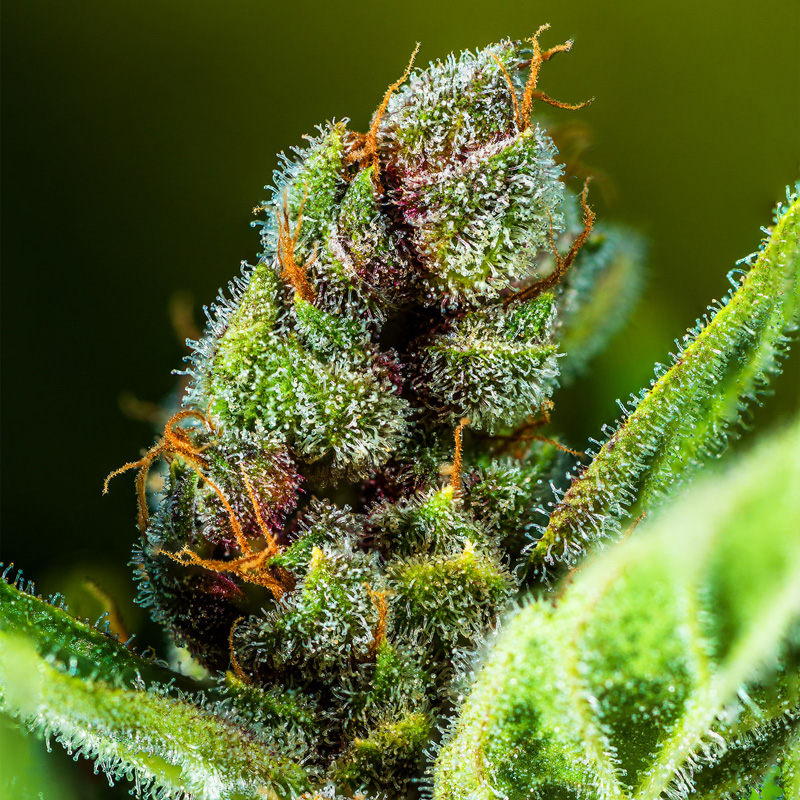 Outdoor flowering cola of Tropicana Cookies strain