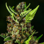 Trichome macro from Cookies Auto flowering bud