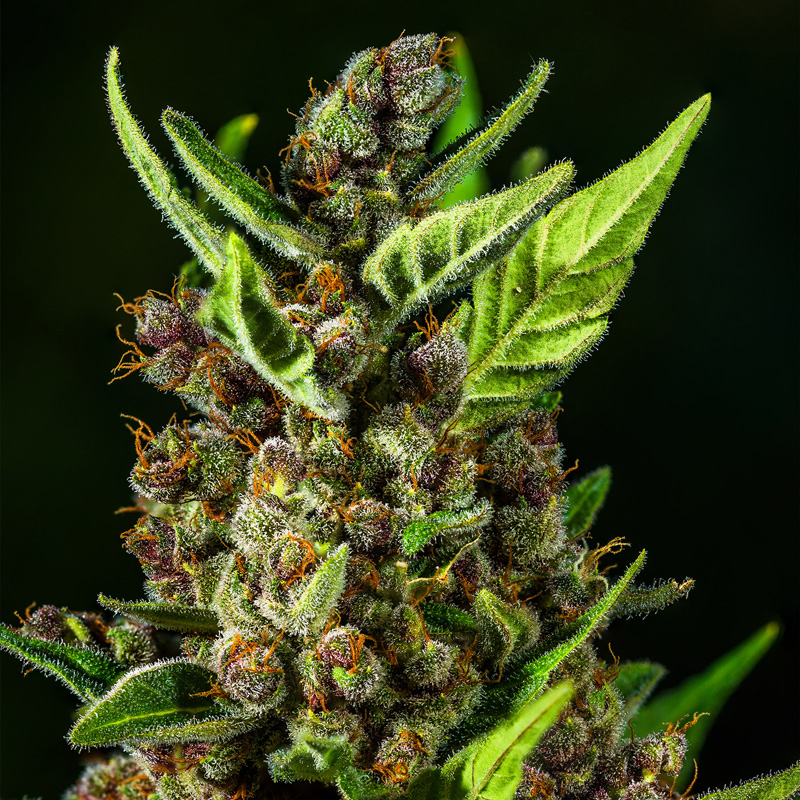Trichome macro from Cookies Auto flowering bud