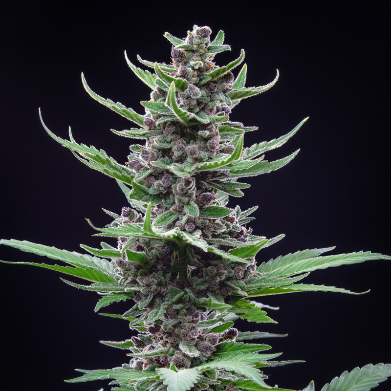 Dense stacked buds from Tropicana Cookies plant