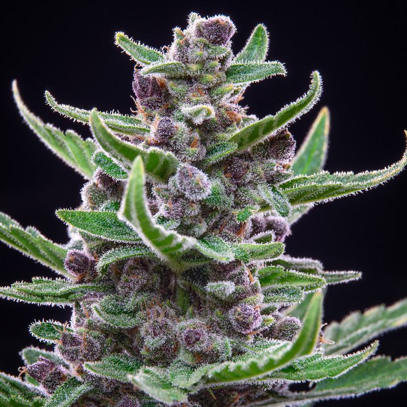 Tall resin covered cola from Tropicana Cookies