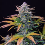 Late flowering colours on Tropicana Cookies plant