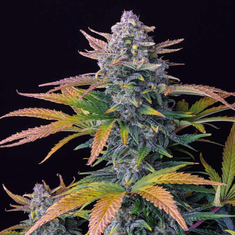 Late flowering colours on Tropicana Cookies plant