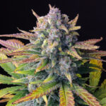Frosty purple bud from Cookies Auto strain