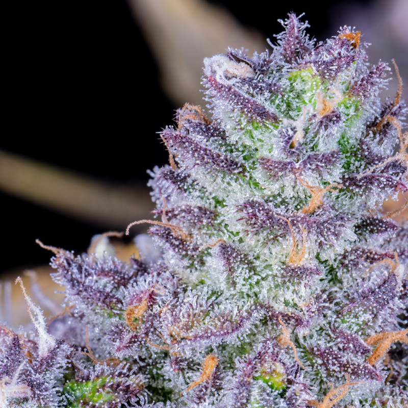 Close macro of trichomes on Tropicana Cookies bud