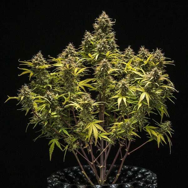 Blue Cheese cannabis plant with many flowering branches.
