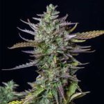 Close-up of Blue Cheese cannabis cola with purple tones.