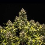 Blue Cheese cannabis plants with dense buds and green leaves.